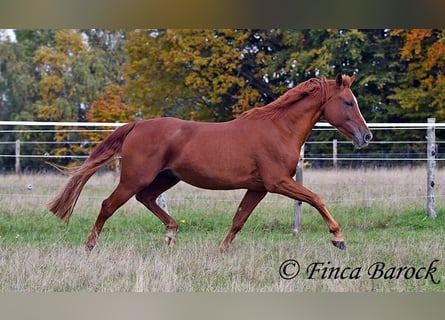 Andalou, Hongre, 7 Ans, 159 cm, Alezan