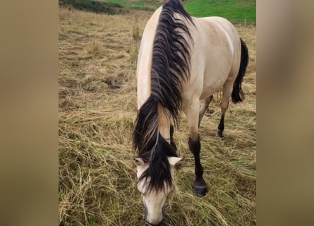 Andalou, Hongre, 7 Ans, 165 cm, Buckskin