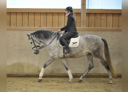 Andalou, Hongre, 7 Ans, 167 cm, Gris pommelé