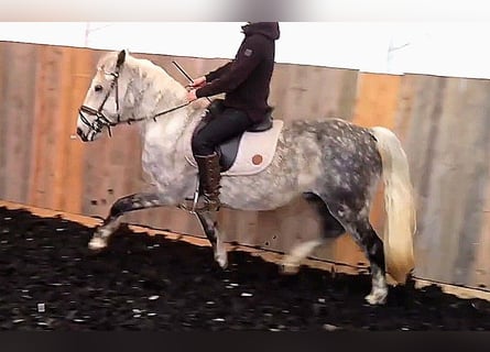 Andalou Croisé, Hongre, 8 Ans, 151 cm, Gris pommelé