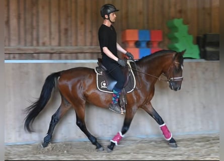 Andalou, Hongre, 8 Ans, 155 cm