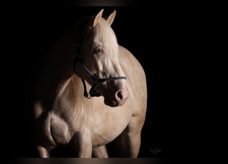 Andalou, Hongre, 8 Ans, 160 cm, Cremello