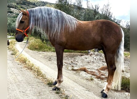 Andalou Croisé, Hongre, 8 Ans, 162 cm, Palomino