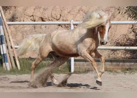 Andalou Croisé, Hongre, 8 Ans, 165 cm, Palomino