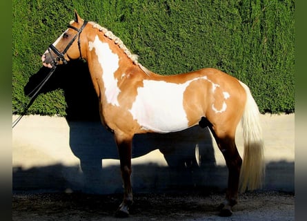 Andalou Croisé, Hongre, 8 Ans