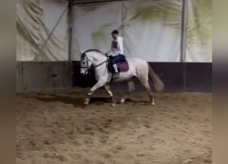 Andalou, Hongre, 8 Ans, Gris