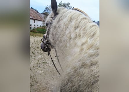 Andalou Croisé, Hongre, 9 Ans, 151 cm, Gris pommelé