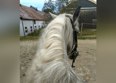 Andalou Croisé, Hongre, 9 Ans, 151 cm, Gris pommelé