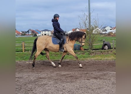 Andalou Croisé, Hongre, 9 Ans, 156 cm, Isabelle