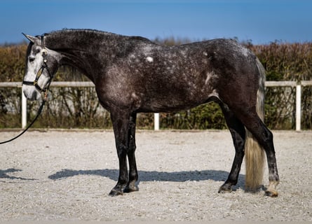 Andalou, Hongre, 9 Ans, 162 cm, Gris noir