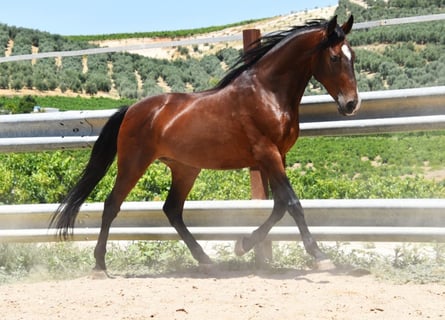 Andalou, Hongre, 9 Ans