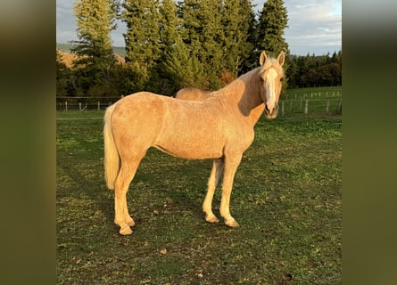 Andalou Croisé, Jument, 10 Ans, 150 cm, Palomino