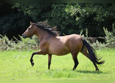 Andalou, Jument, 10 Ans, 155 cm, Bai