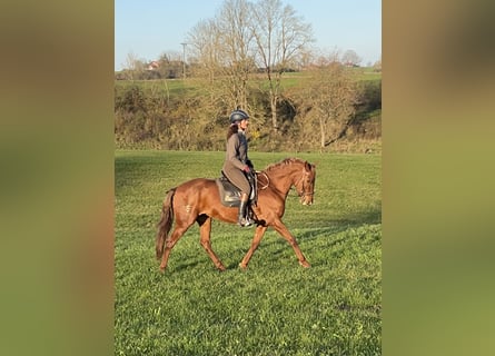 Andalou Croisé, Jument, 10 Ans, 158 cm, Alezan