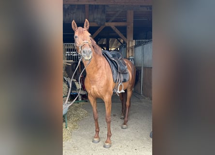 Andalou Croisé, Jument, 10 Ans, 158 cm, Alezan