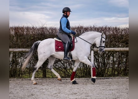 Andalou, Jument, 10 Ans, 162 cm, Gris