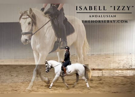 Andalou, Jument, 10 Ans, Gris