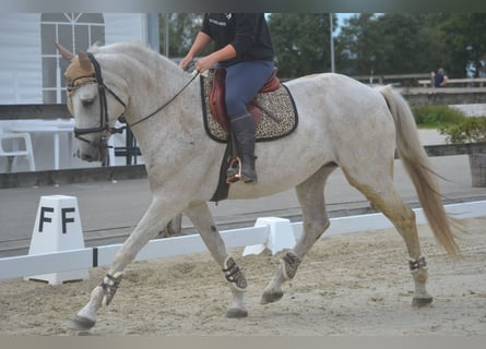 Andalou, Jument, 11 Ans, 160 cm, Gris