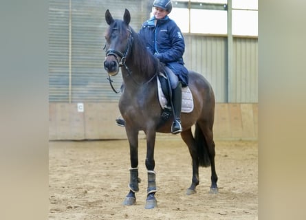 Andalou, Jument, 12 Ans, 148 cm, Bai