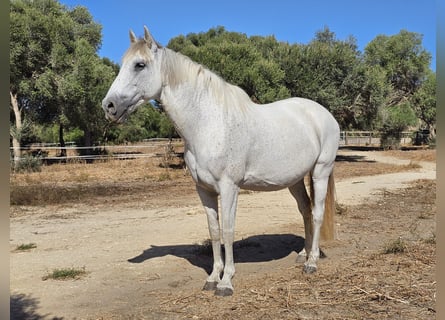 Andalou, Jument, 14 Ans, 159 cm, Gris pommelé