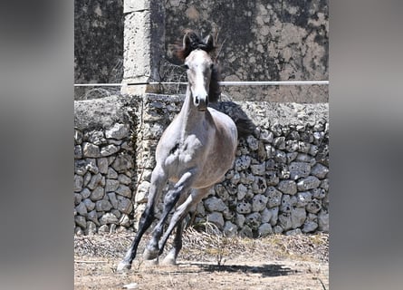 Andalou, Jument, 1 Année, 155 cm, Gris
