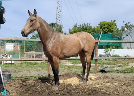 Andalou, Jument, 2 Ans, 154 cm, Isabelle