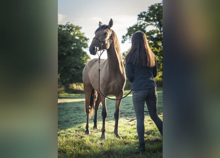 Andalou, Jument, 2 Ans, 160 cm, Isabelle