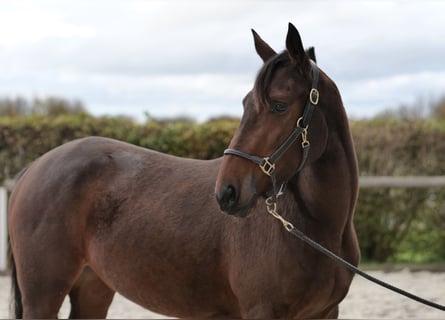 Andalou, Jument, 3 Ans, 153 cm, Bai