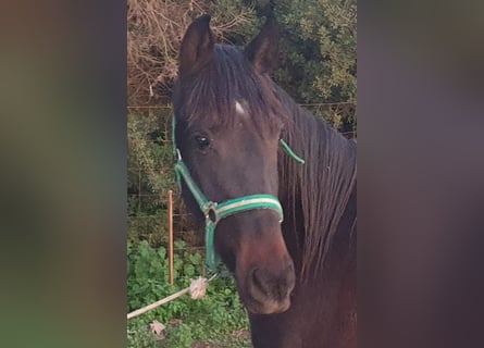 Andalou, Jument, 3 Ans, 156 cm, Noir