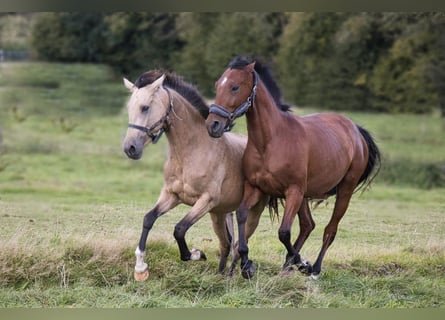 Andalou, Jument, 3 Ans, 160 cm, Bai