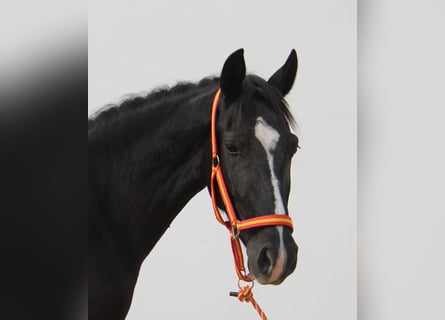 Andalou, Jument, 4 Ans, 152 cm, Noir
