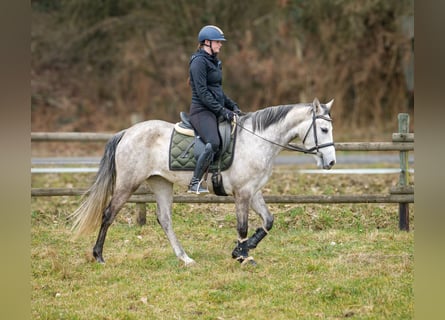 Andalou, Jument, 4 Ans, 154 cm, Gris