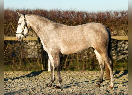 Andalou, Jument, 4 Ans, 154 cm, Gris