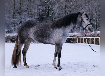 Andalou, Jument, 4 Ans, 155 cm, Gris pommelé