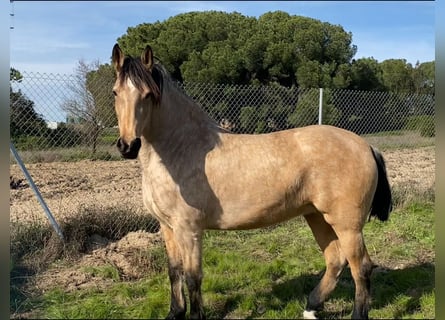 Andalou, Jument, 4 Ans, 155 cm, Isabelle