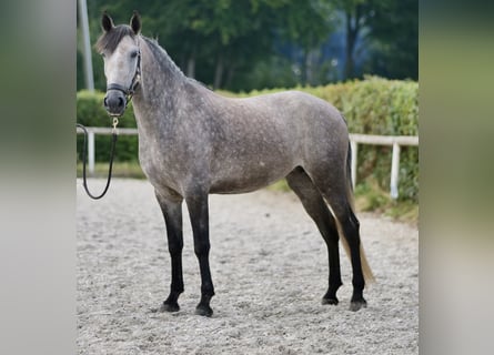 Andalou, Jument, 4 Ans, 155 cm, Rouan bleu