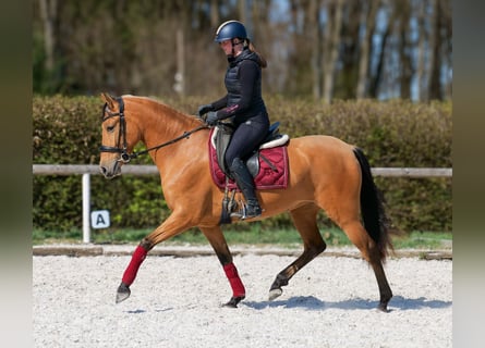 Andalou, Jument, 4 Ans, 158 cm, Isabelle