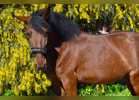 Andalou Croisé, Jument, 4 Ans, 161 cm, Bai
