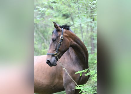 Andalou, Jument, 4 Ans, 164 cm, Bai brun