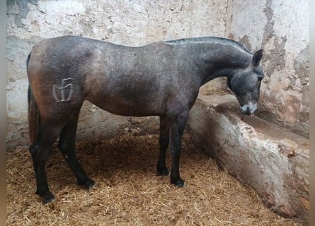 Andalou, Jument, 4 Ans, 165 cm, Gris