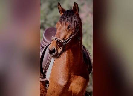 Andalou Croisé, Jument, 5 Ans, 155 cm, Bai clair