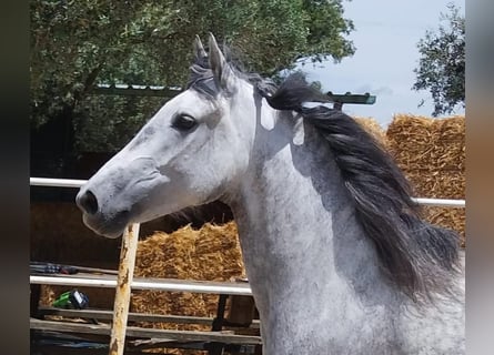 Andalou, Jument, 5 Ans, 155 cm, Gris pommelé