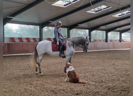 Andalou, Jument, 5 Ans, 156 cm, Gris