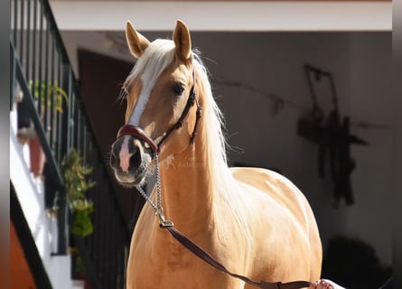 Andalou, Jument, 5 Ans, 156 cm, Palomino