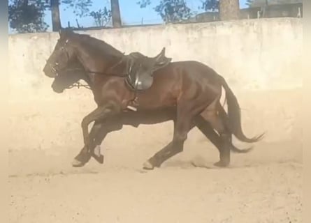 Andalou, Jument, 5 Ans, 158 cm, Bai