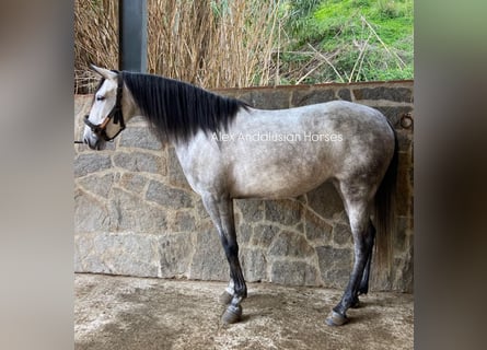 Andalou, Jument, 5 Ans, 158 cm, Gris