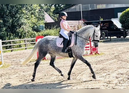 Andalou, Jument, 5 Ans, 164 cm, Gris