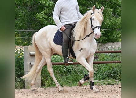 Andalou, Jument, 6 Ans, 153 cm, Cremello