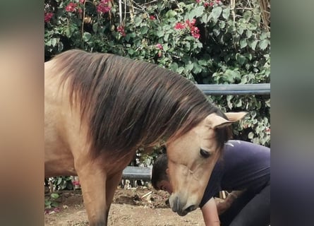 Andalou, Jument, 6 Ans, 153 cm, Isabelle