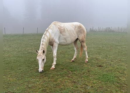 Andalou Croisé, Jument, 6 Ans, 153 cm, Pinto
